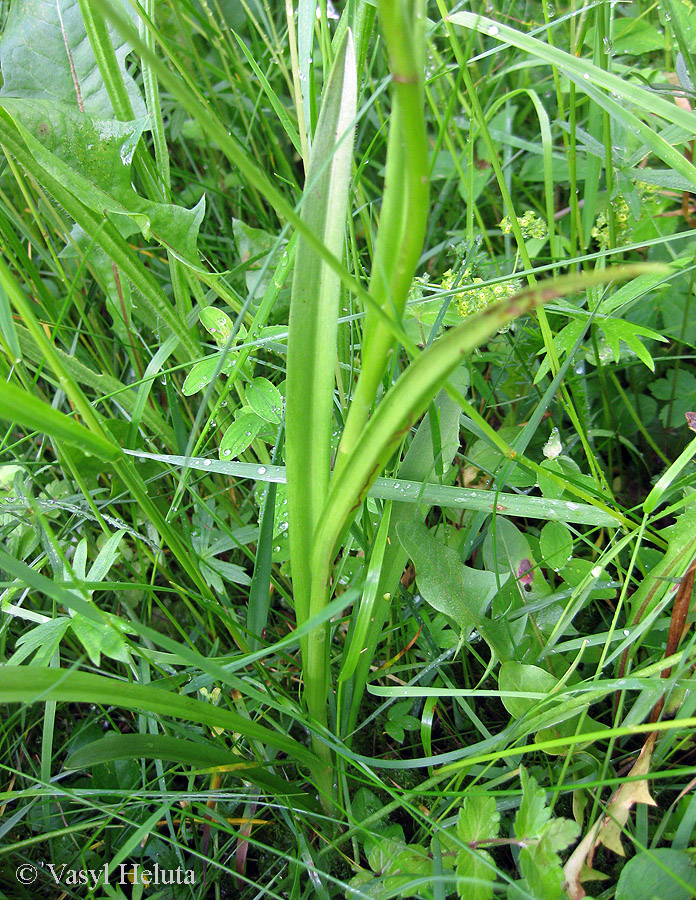 Image of Gymnadenia conopsea specimen.