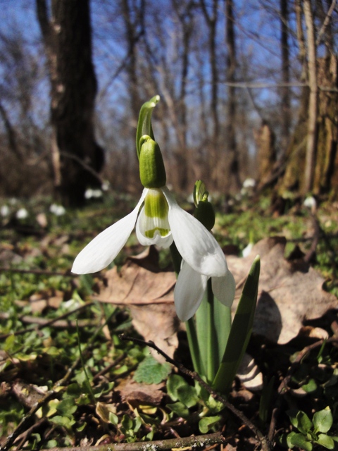 Image of Galanthus graecus specimen.