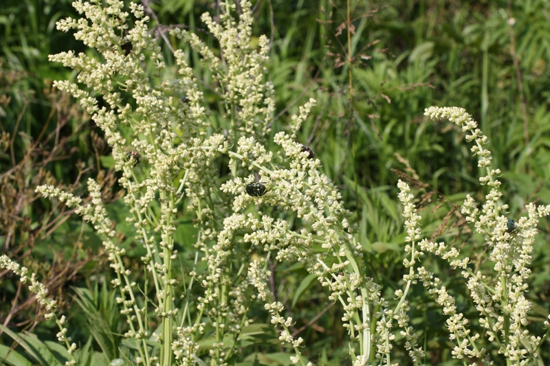 Image of Beta trigyna specimen.