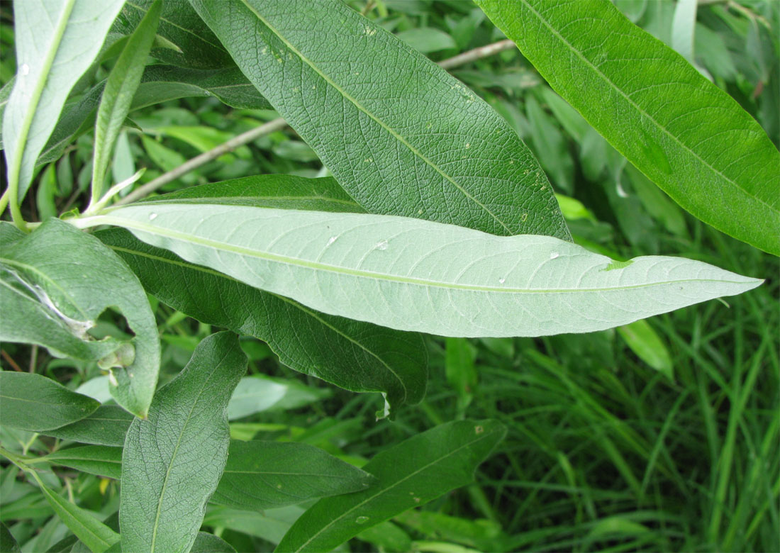 Изображение особи Salix gmelinii.