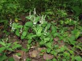 Veronica officinalis