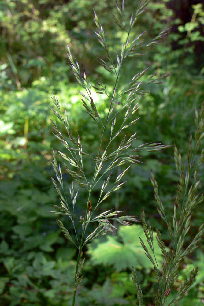 Изображение особи Calamagrostis arundinacea.