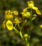 Haplophyllum acutifolium. Часть соцветия. Копетдаг, Чули. Май 2011 г.