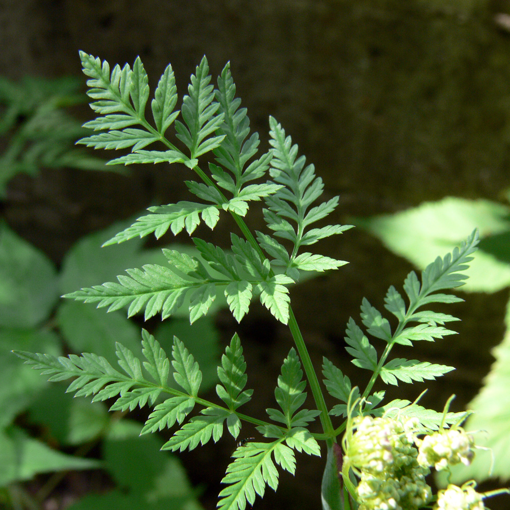 Image of Conioselinum tataricum specimen.