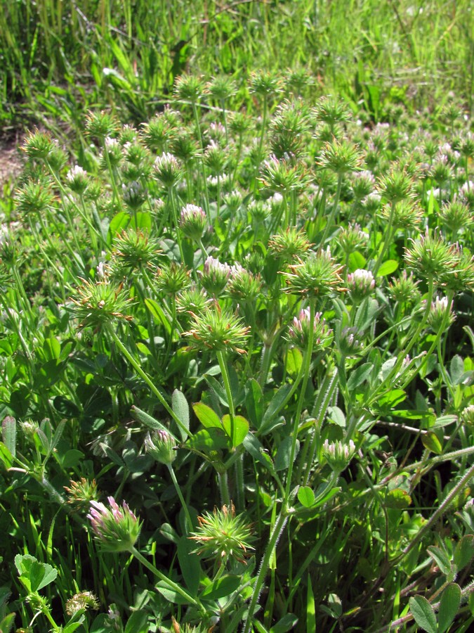 Image of Trifolium leucanthum specimen.