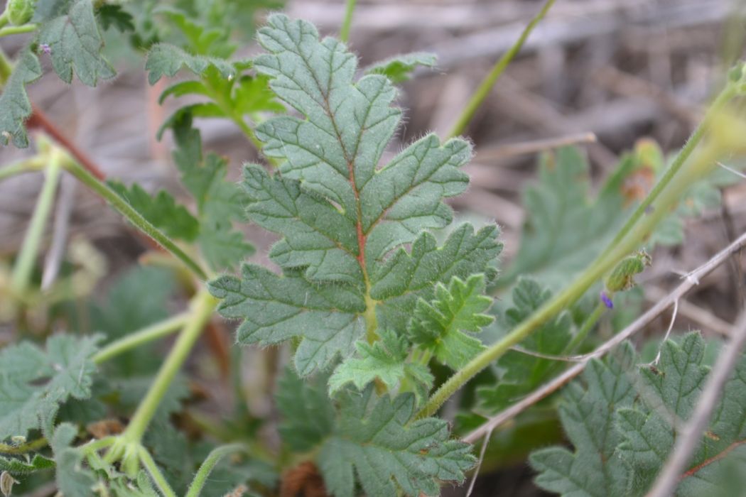 Изображение особи Erodium ciconium.