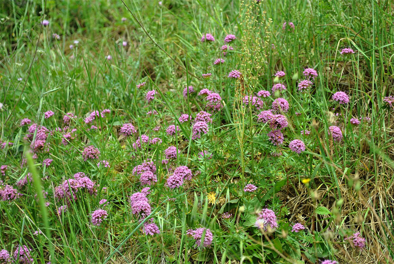 Изображение особи Phuopsis stylosa.