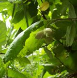 Corylus avellana