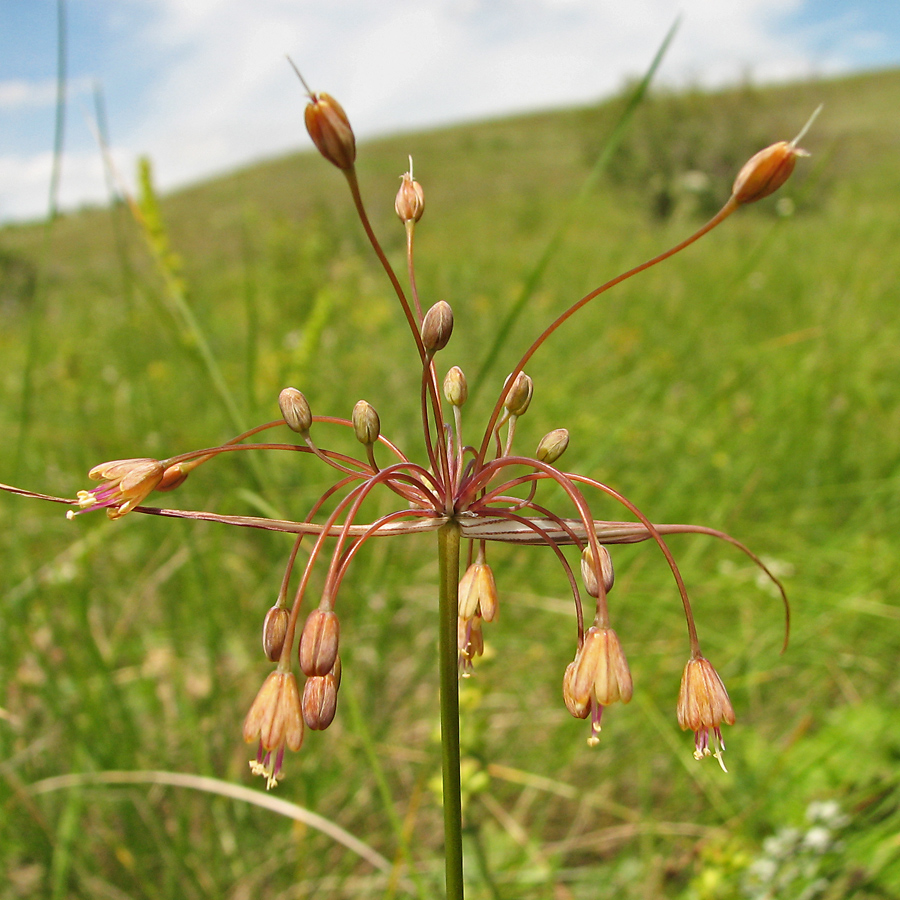 Image of Allium paczoskianum specimen.