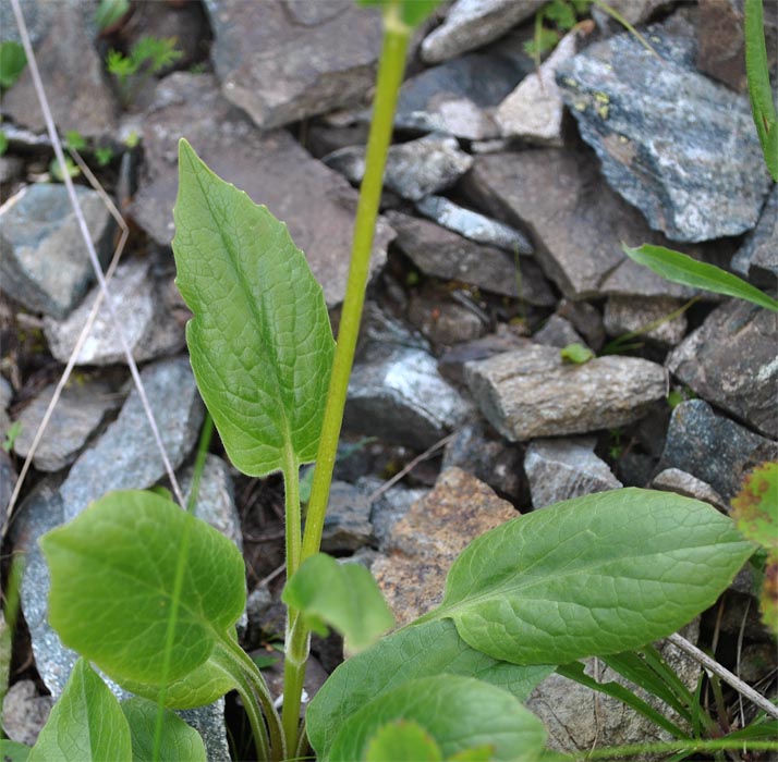 Изображение особи Valeriana alpestris.