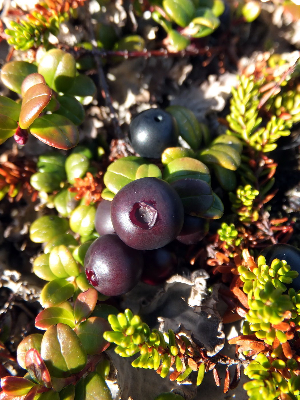 Image of Vaccinium vitis-idaea var. minus specimen.