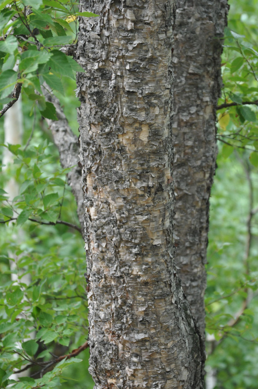 Изображение особи Betula dauurica.