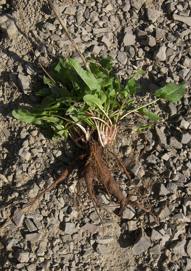 Изображение особи Rumex tuberosus ssp. horizontalis.