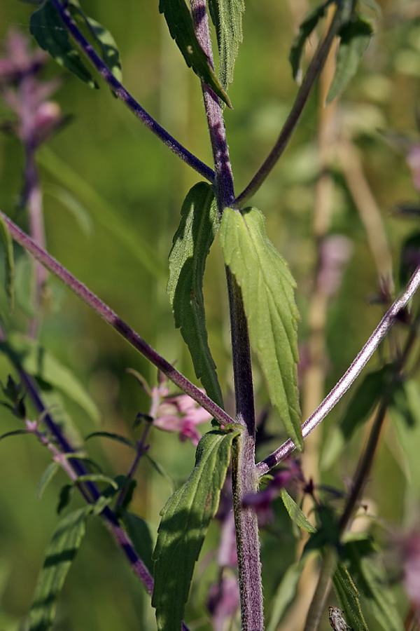 Изображение особи Odontites vulgaris.