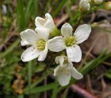 genus Cardamine. Цветки. Хабаровский край, Ванинский р-н, берег р. Тумнин. 06.06.2012.