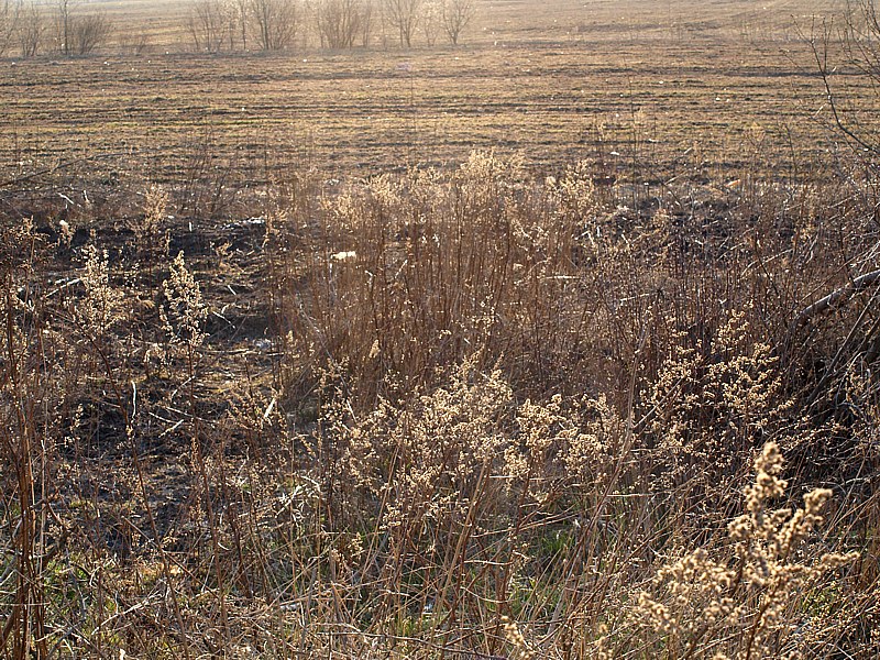 Image of Artemisia vulgaris specimen.