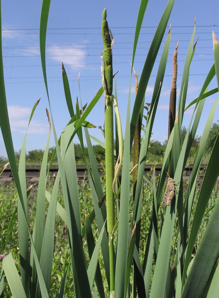 Image of Typha latifolia specimen.