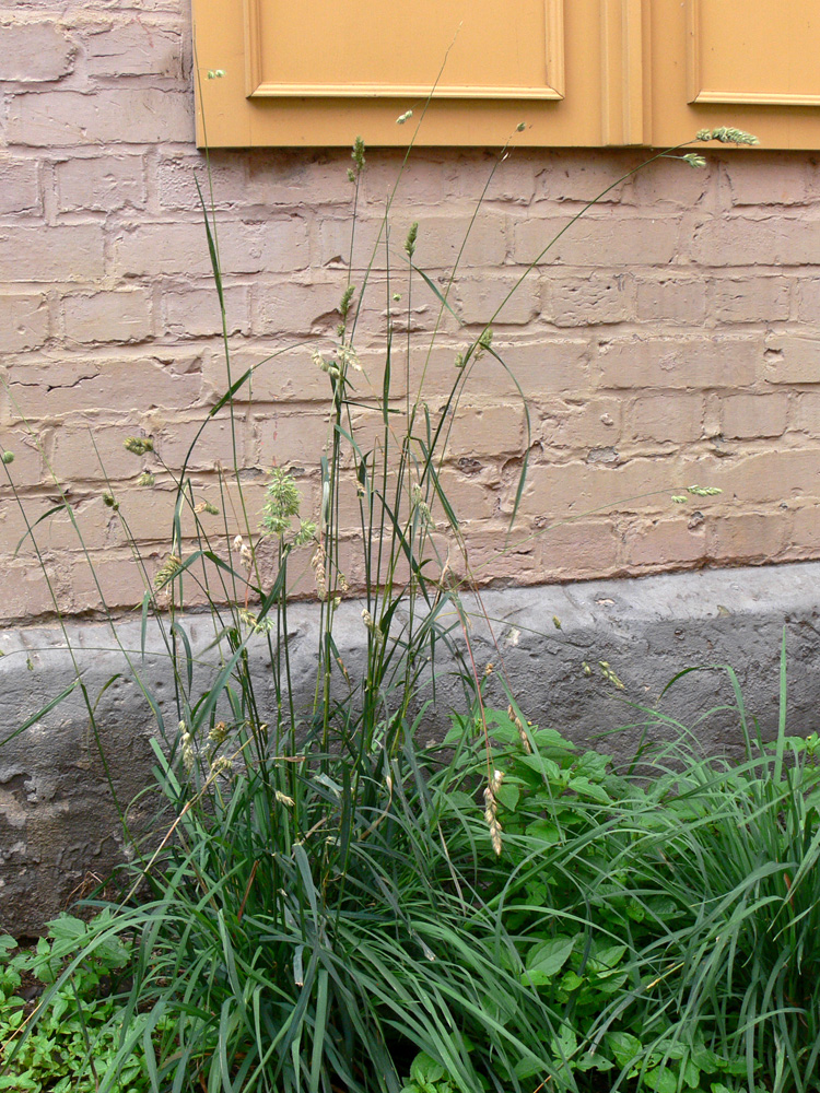 Image of Dactylis glomerata specimen.