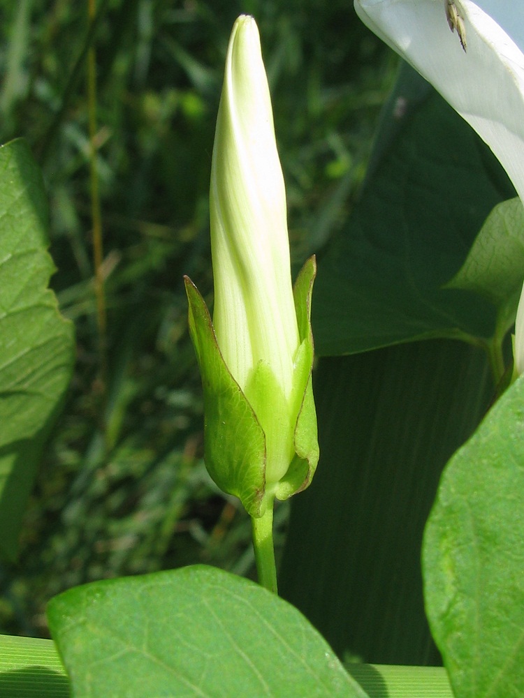 Image of Calystegia sepium specimen.