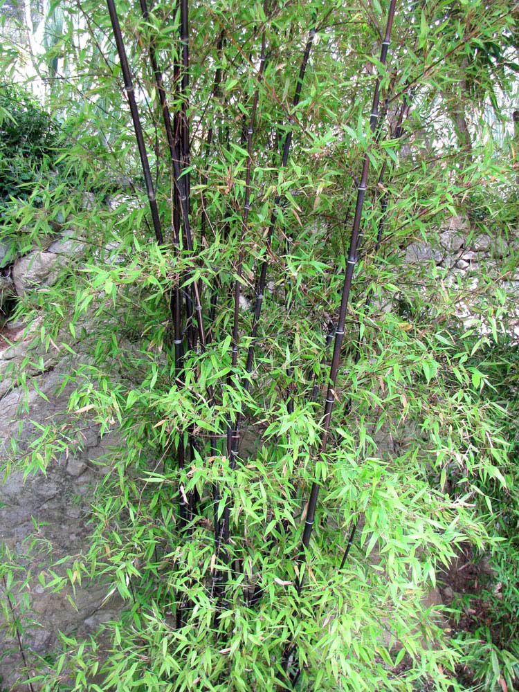 Image of Phyllostachys nigra specimen.