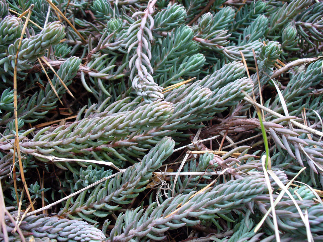 Image of Sedum reflexum specimen.