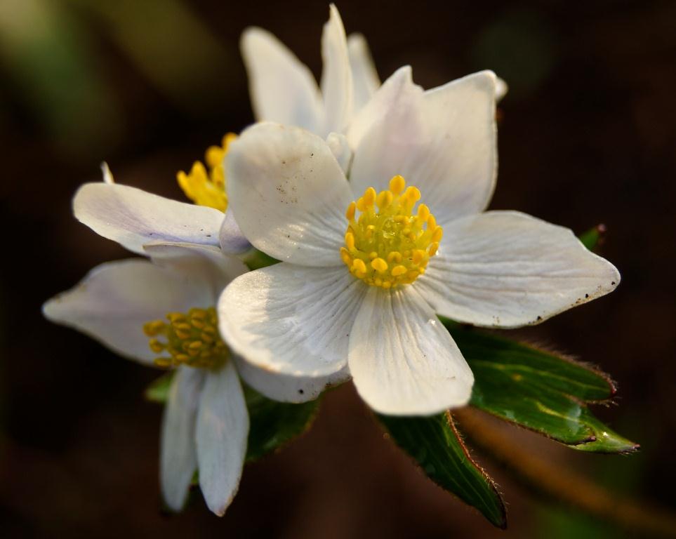 Image of Anemonastrum brevipedunculatum specimen.