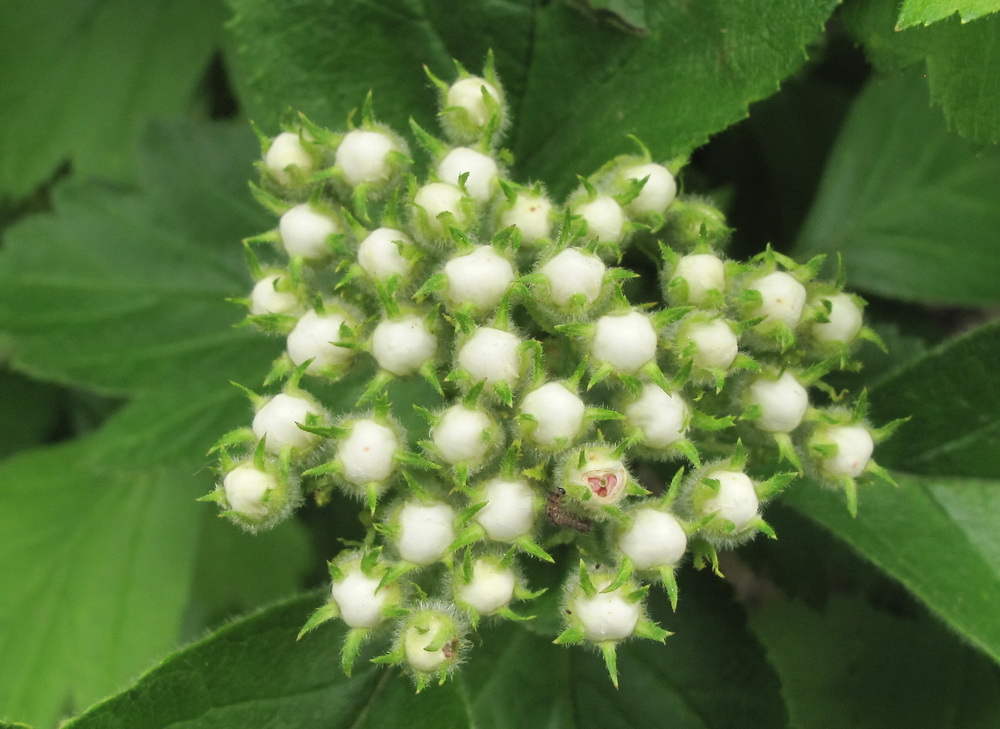 Image of Crataegus sanguinea specimen.