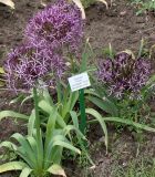 Allium cristophii. Цветущее растение. Германия, г. Krefeld, Ботанический сад. 10.06.2013.