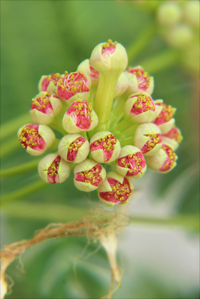 Image of Albizia julibrissin specimen.