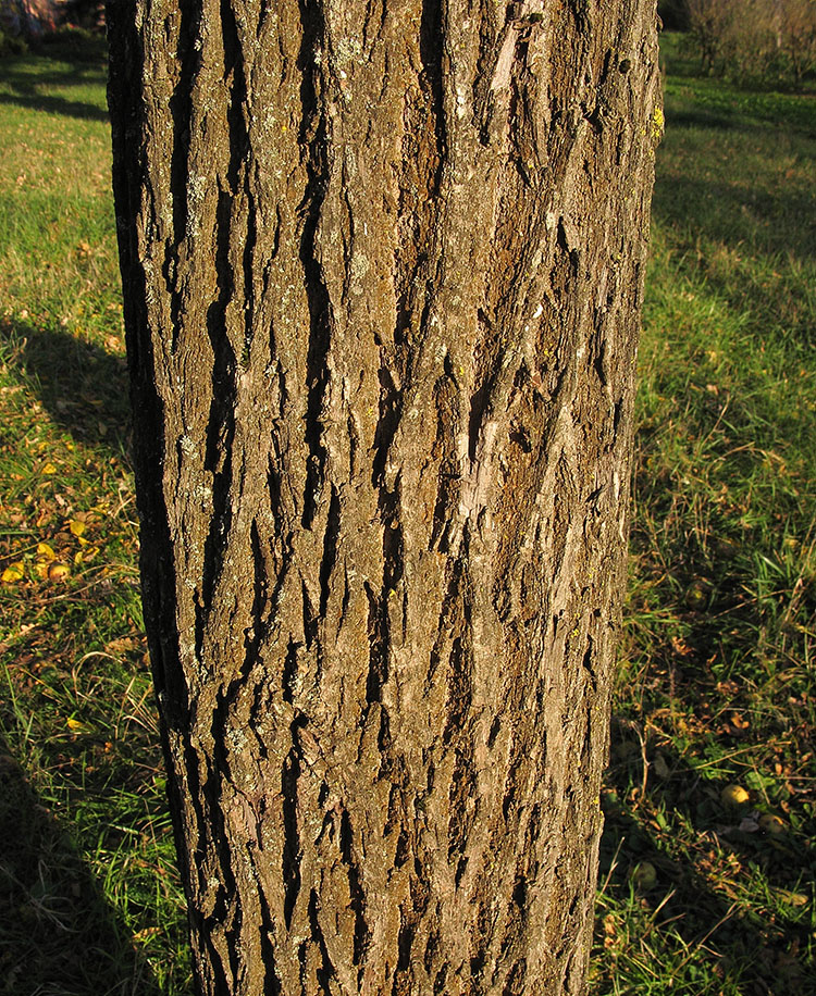 Image of Juglans nigra specimen.