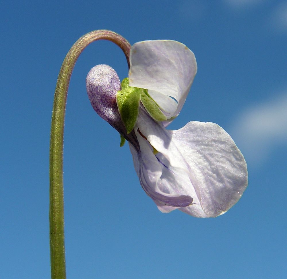 Изображение особи Viola epipsiloides.