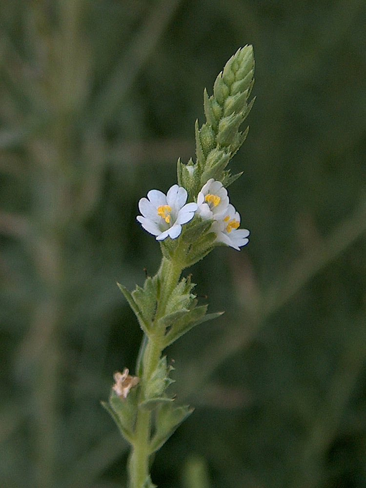 Изображение особи Leptorhabdos parviflora.