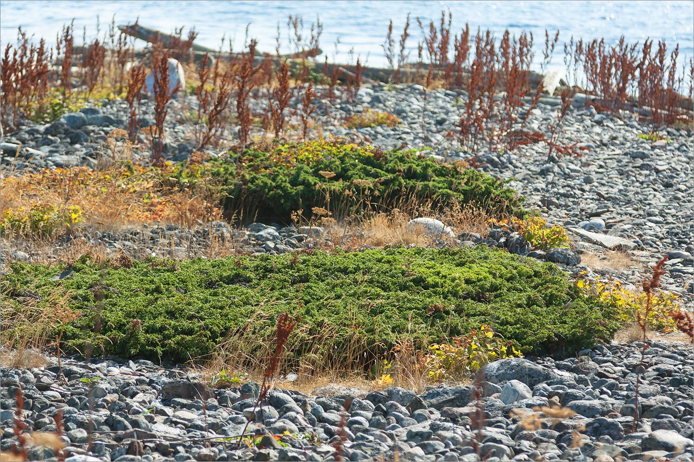 Image of Juniperus sibirica specimen.