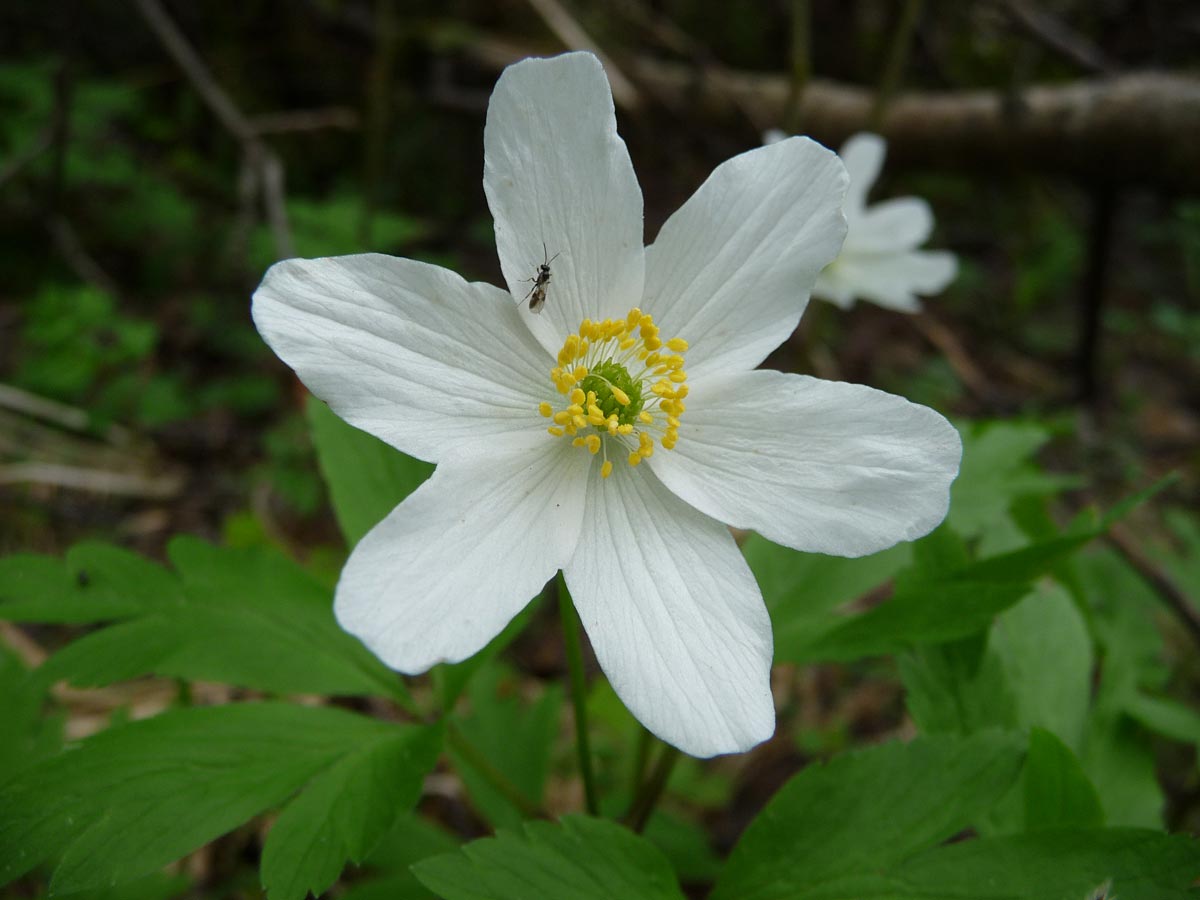 Изображение особи Anemone nemorosa.