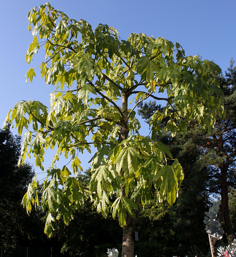 Image of Brachychiton acerifolius specimen.