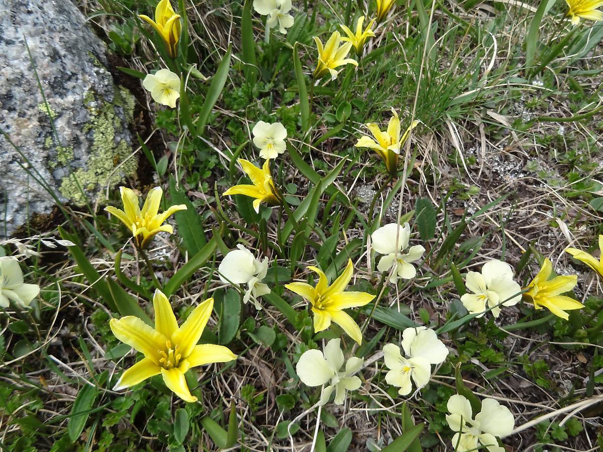 Изображение особи Tulipa heterophylla.