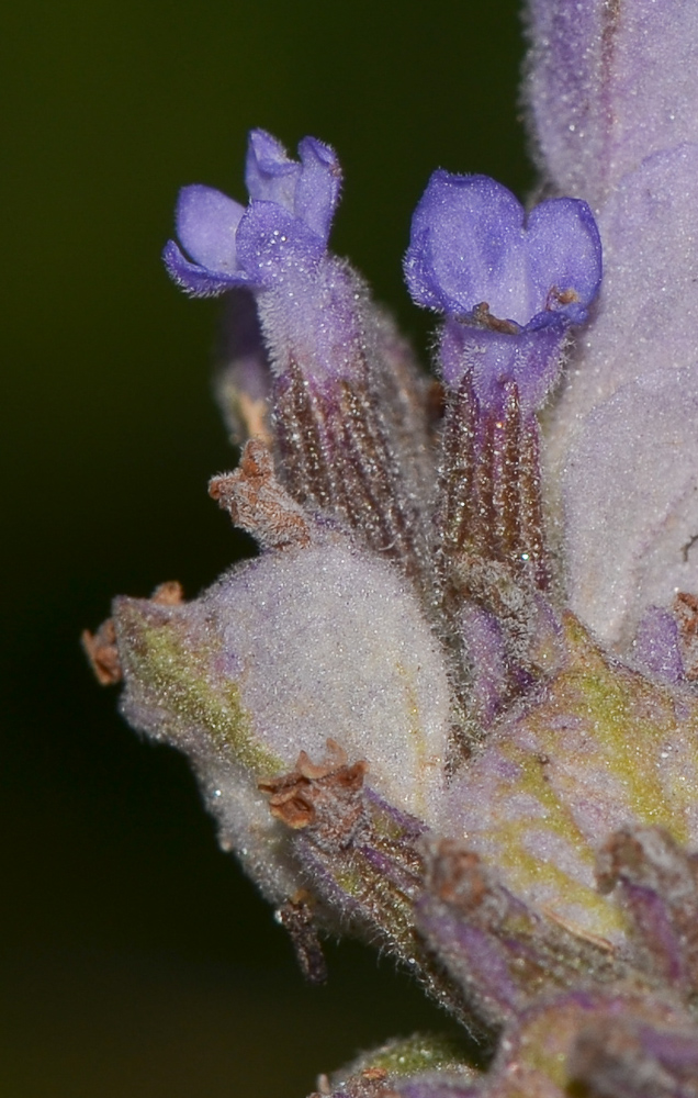 Изображение особи Lavandula dentata.