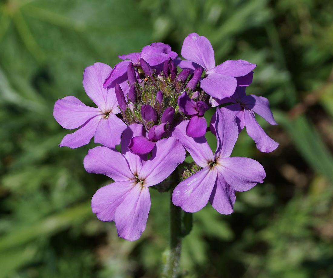 Image of Hesperis sibirica specimen.