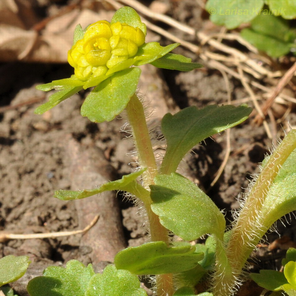 Изображение особи Chrysosplenium pilosum.