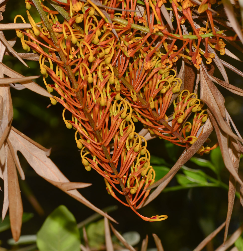 Image of Grevillea robusta specimen.