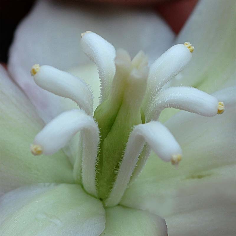 Image of Yucca gloriosa specimen.