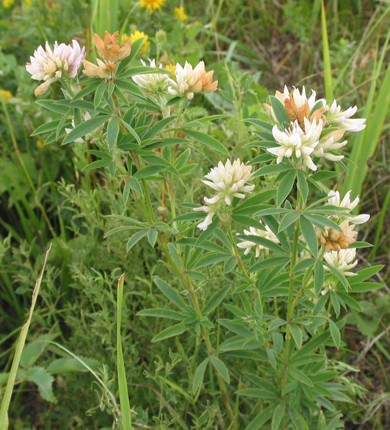 Image of Trifolium lupinaster specimen.