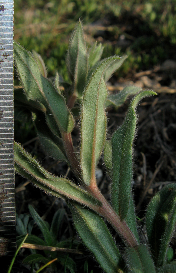 Image of Nonea taurica specimen.