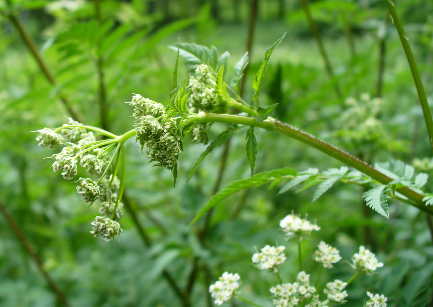 Изображение особи Anthriscus sylvestris.