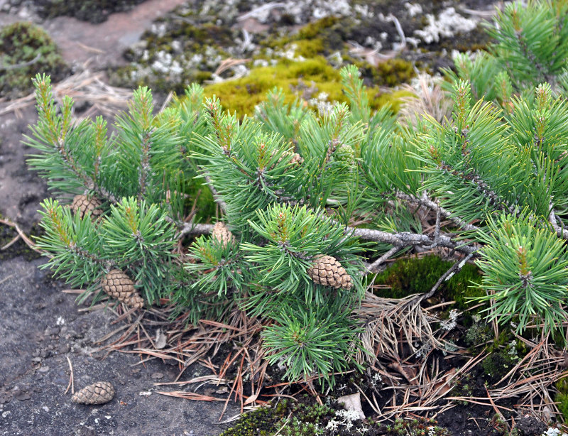 Image of Pinus sylvestris specimen.