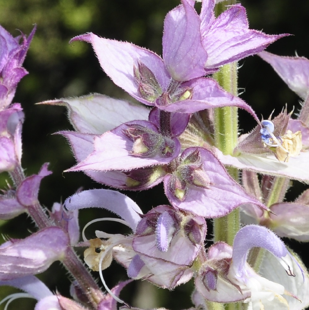 Image of Salvia sclarea specimen.