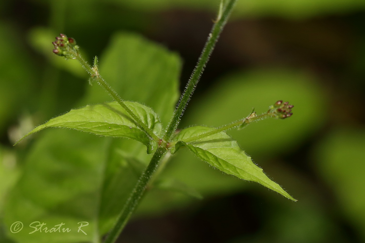 Image of Circaea lutetiana specimen.