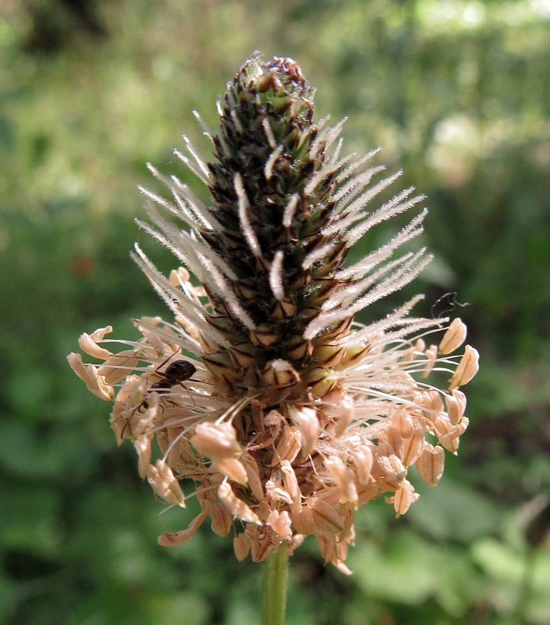 Изображение особи Plantago lanceolata.