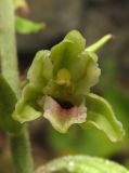 Epipactis krymmontana. Цветок. Крым, окр. Ялты, гора Лапата, склон яйлы. 18 июля 2014 г.