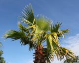 Washingtonia robusta. Верхняя часть растения. Германия, г. Дюссельдорф, Ботанический сад университета. 03.07.2014.